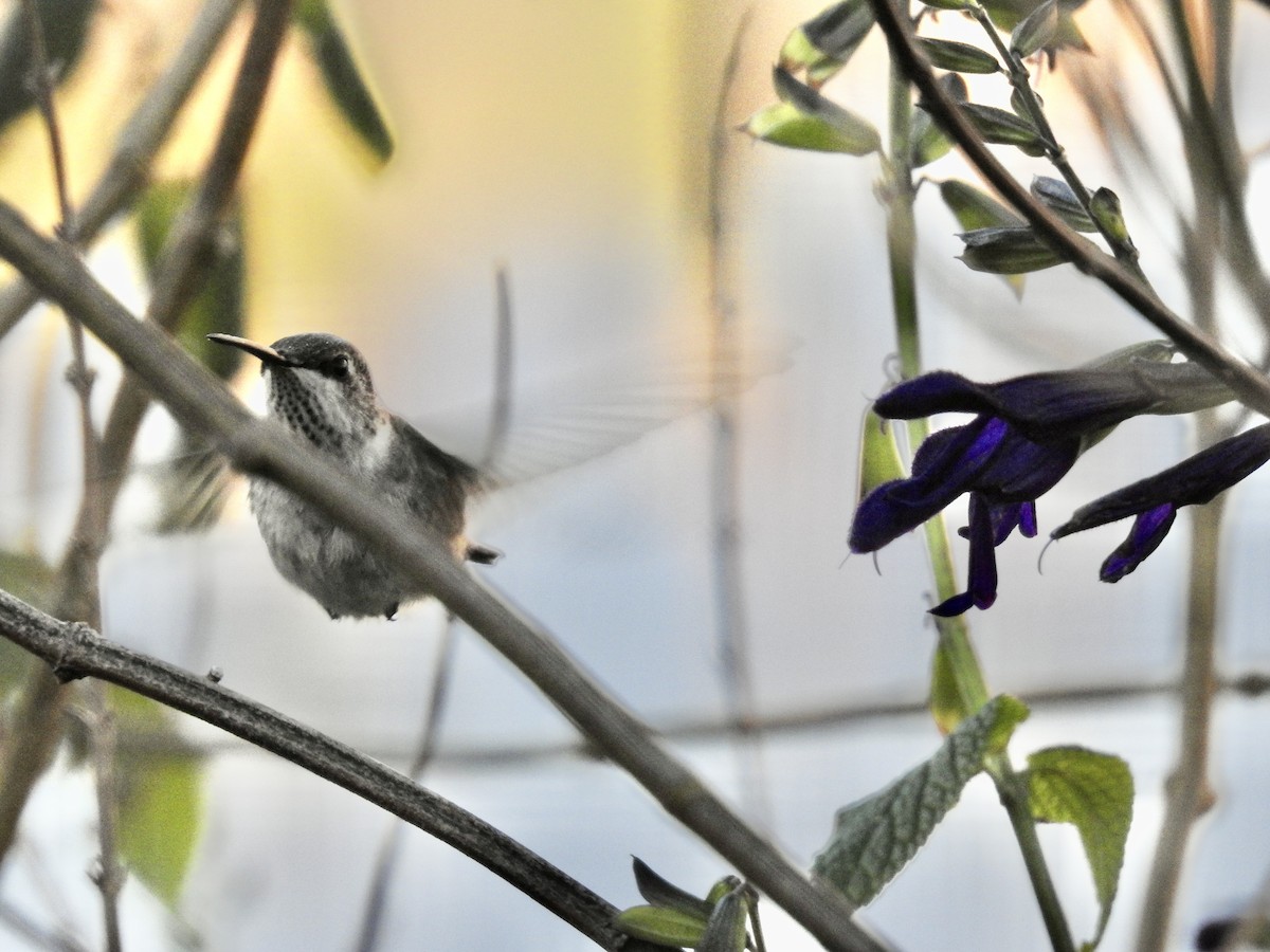 Black-chinned Hummingbird - ML646304941