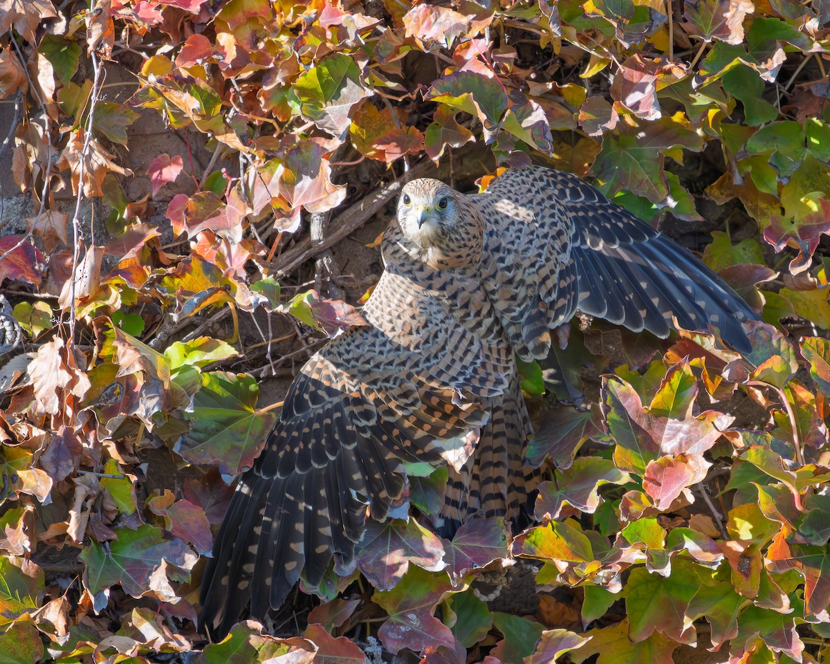 Eurasian Kestrel - ML646304943