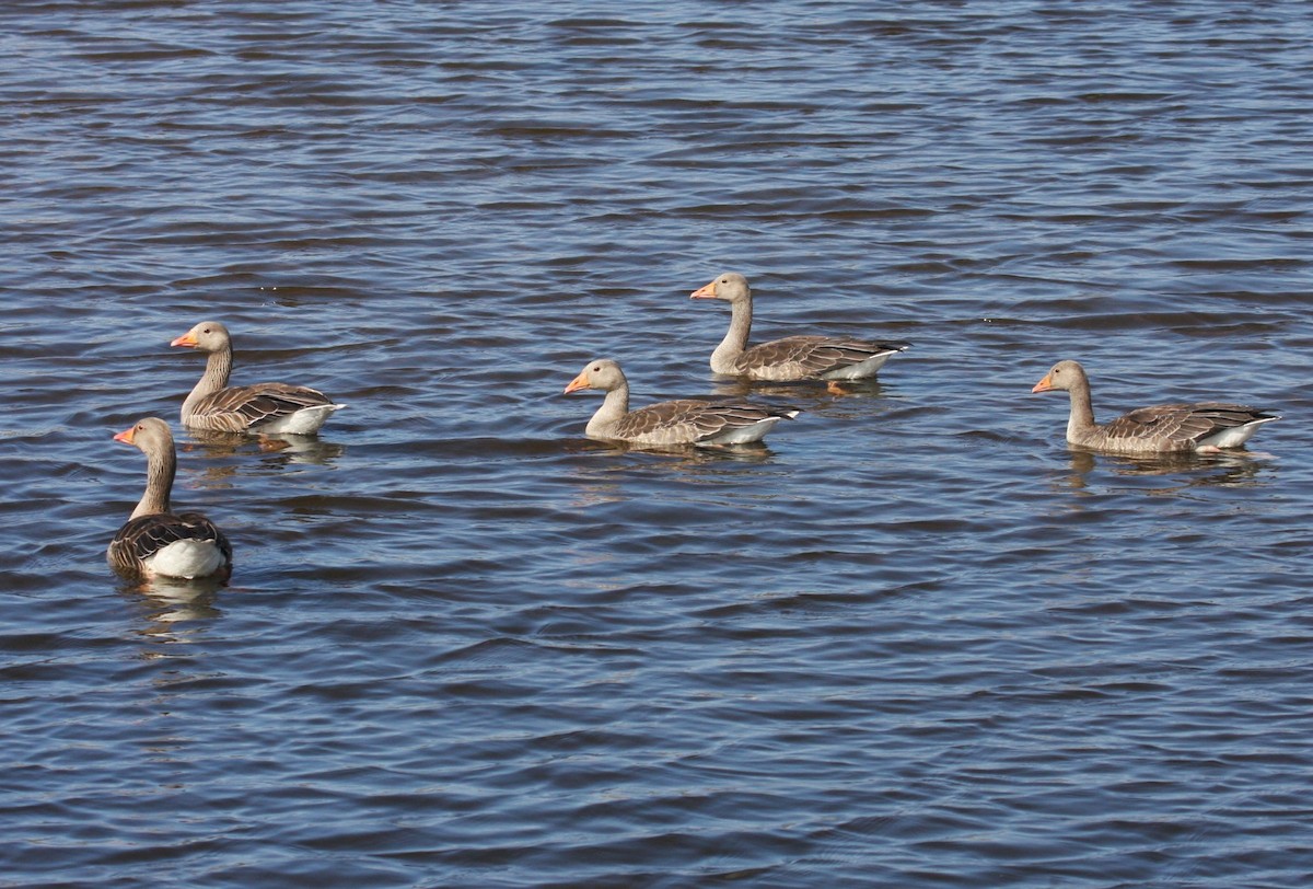 Antzara hankagorrizta - ML646304947