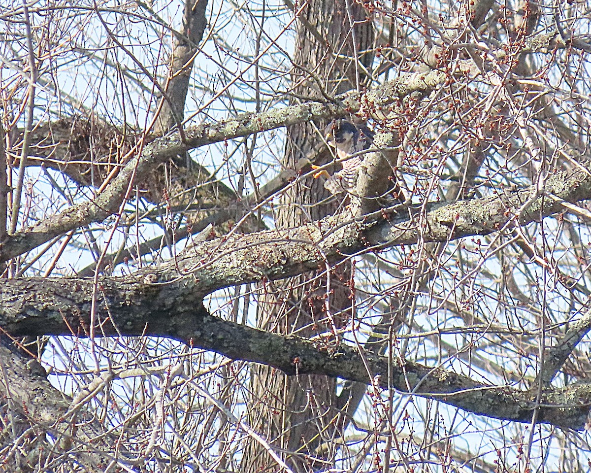 Peregrine Falcon - ML646304948