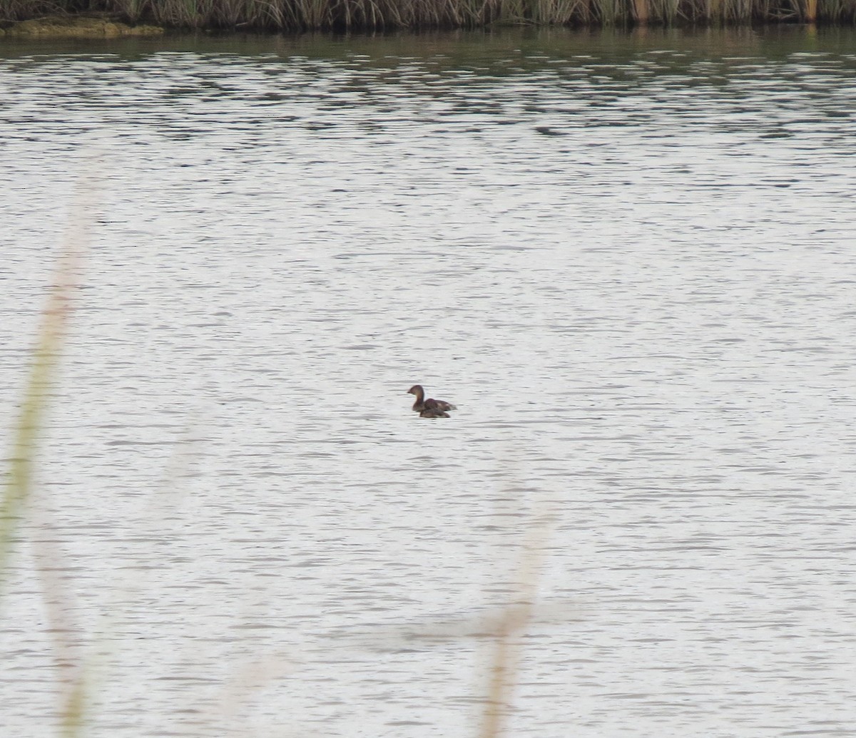 Pied-billed Grebe - ML646304951