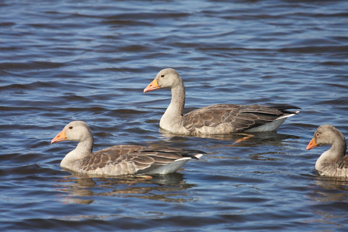 Antzara hankagorrizta - ML646304960