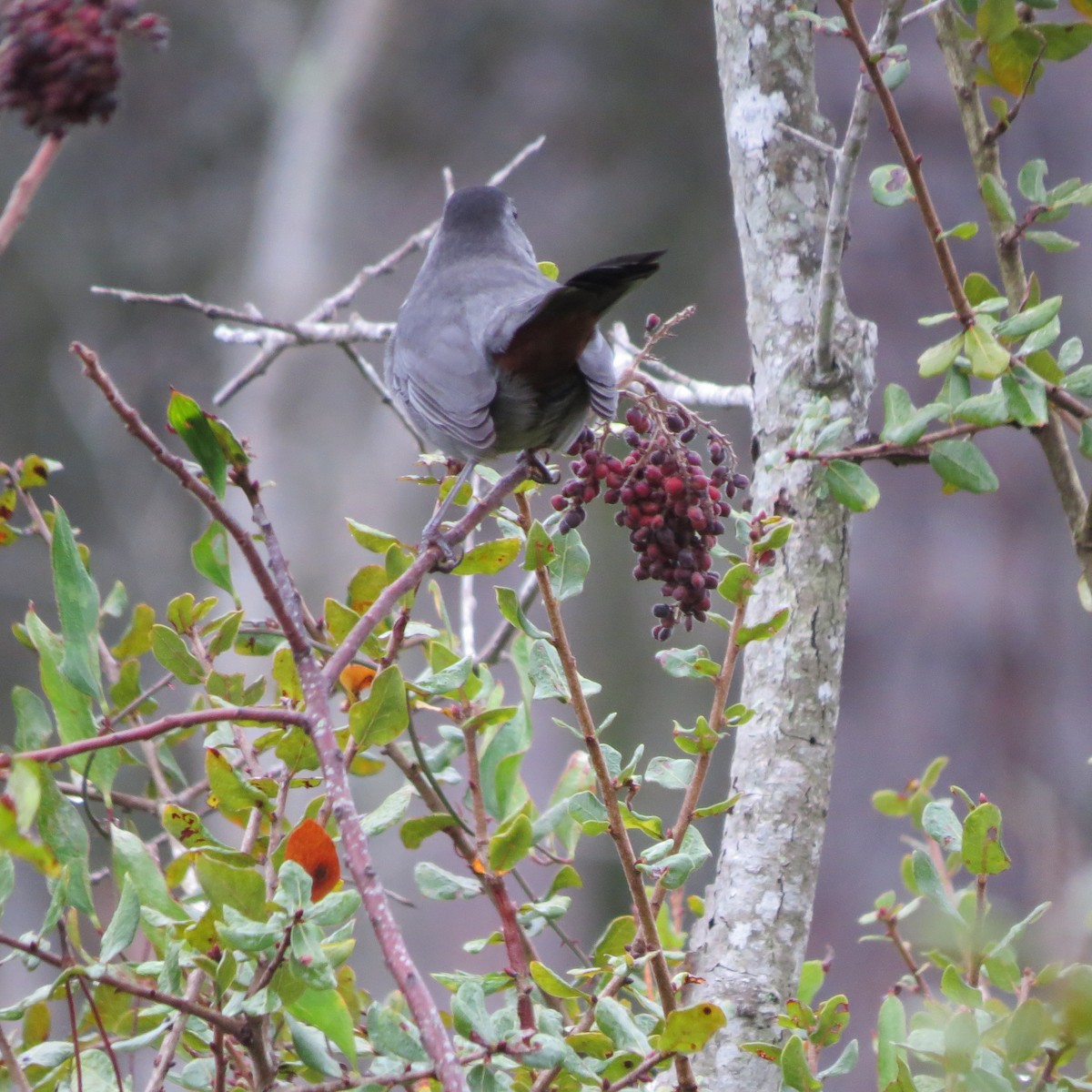 Gray Catbird - ML646304966