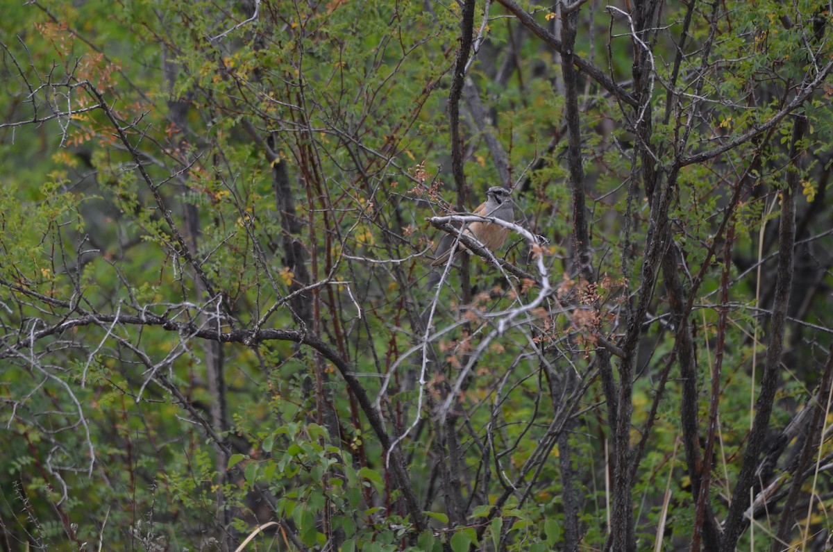 Godlewski's Bunting - ML646304967