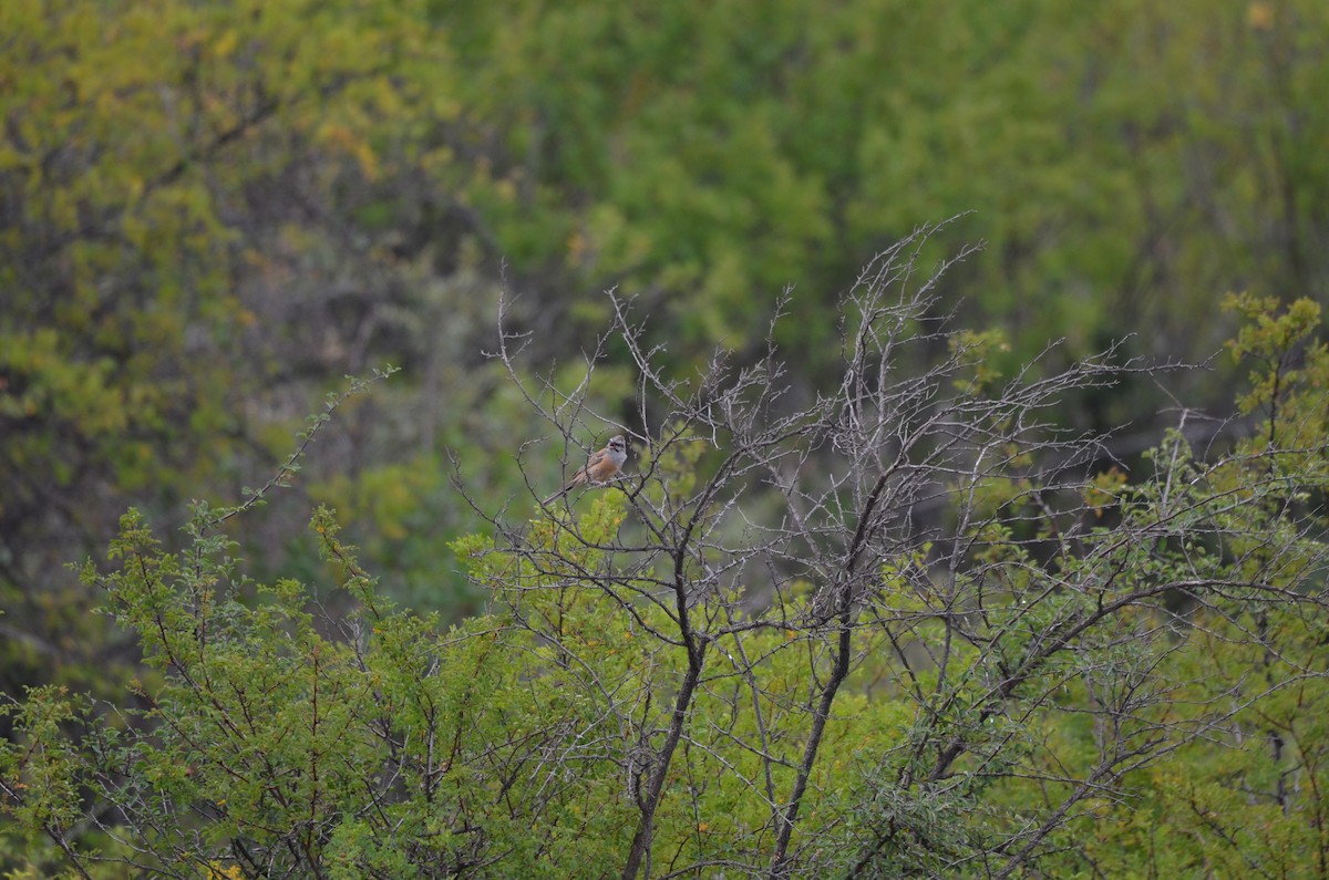 Godlewski's Bunting - ML646304968