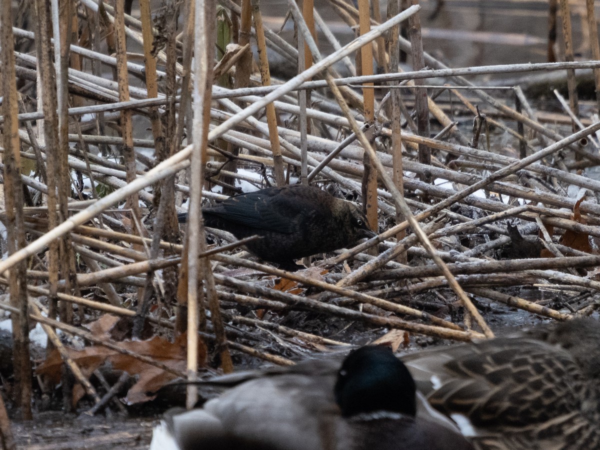 Rusty Blackbird - ML646304969