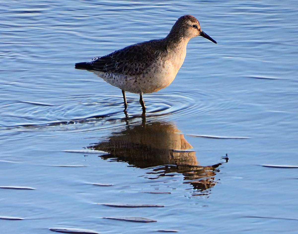 Red Knot - ML646304972