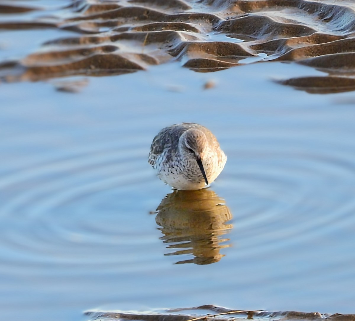 Red Knot - ML646304973