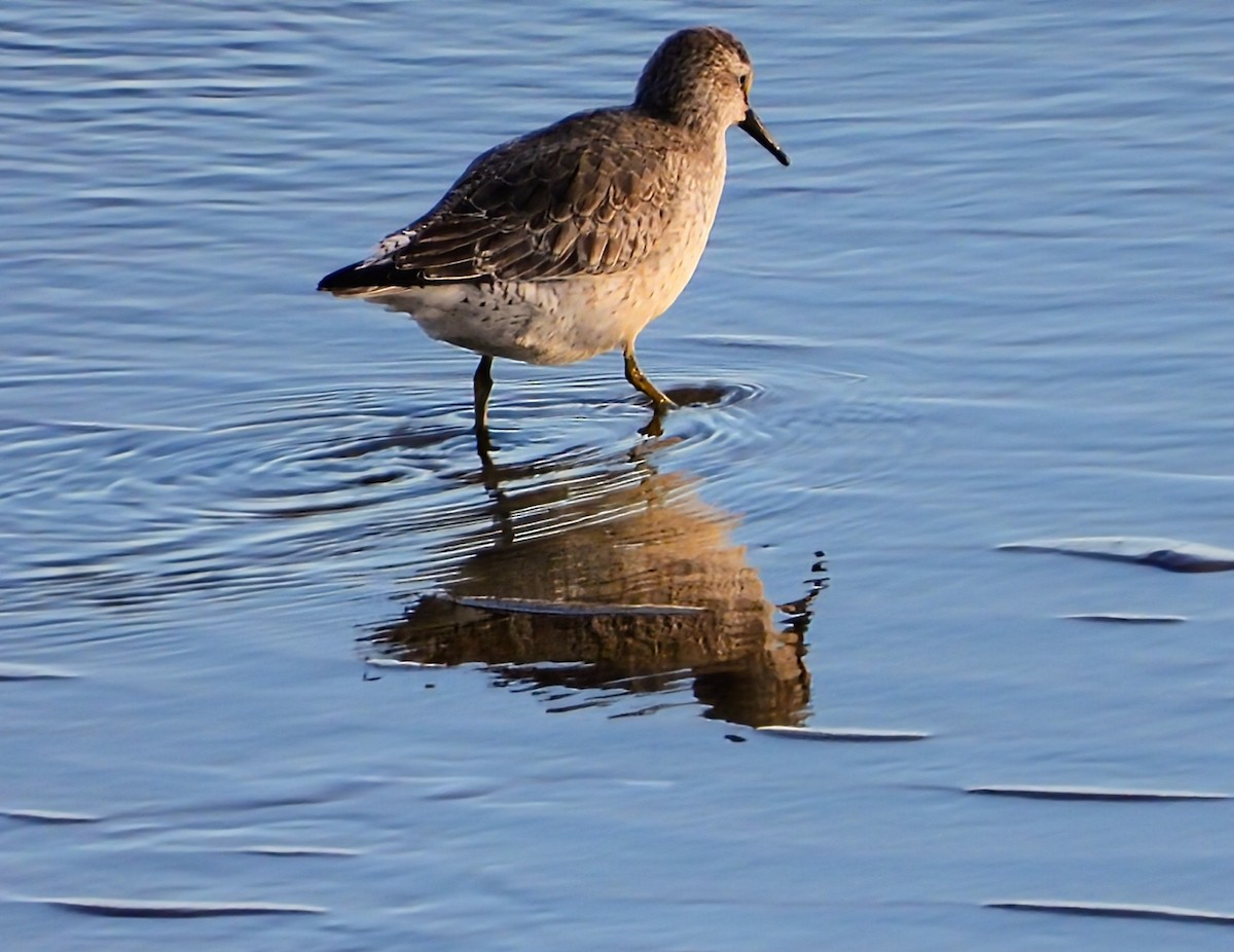 Red Knot - ML646304974