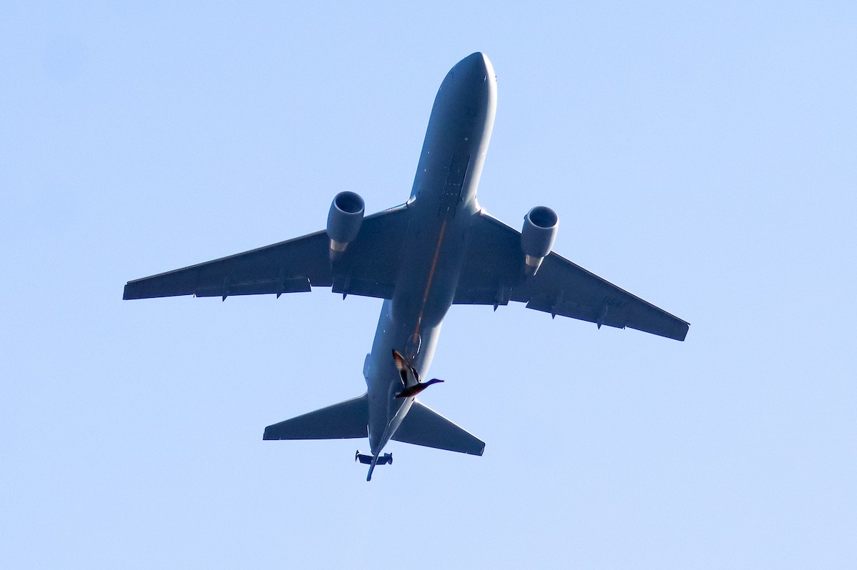 Халбага нугас - ML646304978