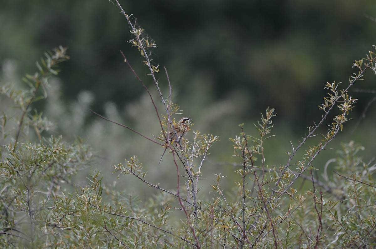 Meadow Bunting - ML646304984