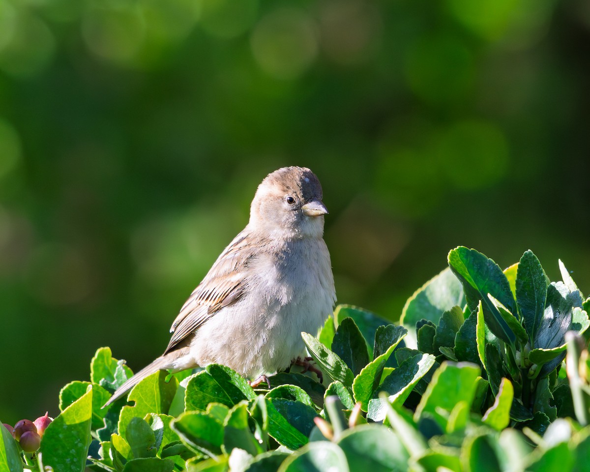 Gorrión Común - ML646304988