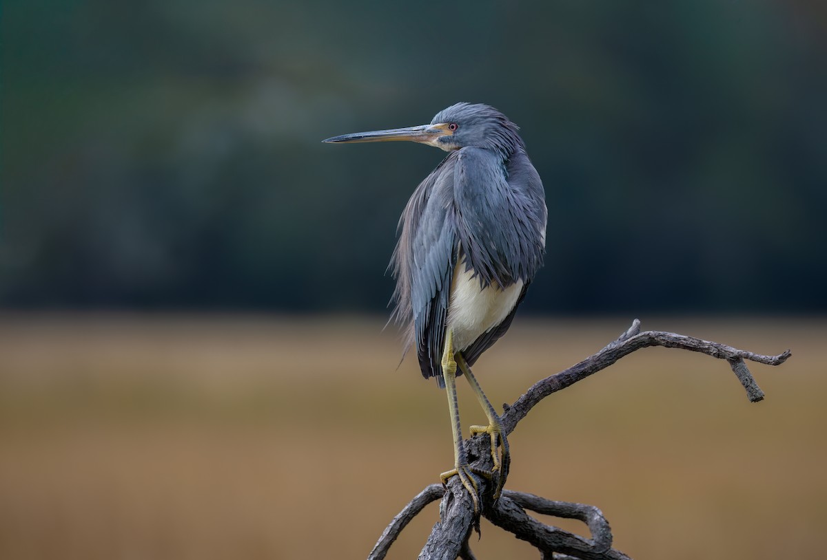 Tricolored Heron - ML646304989