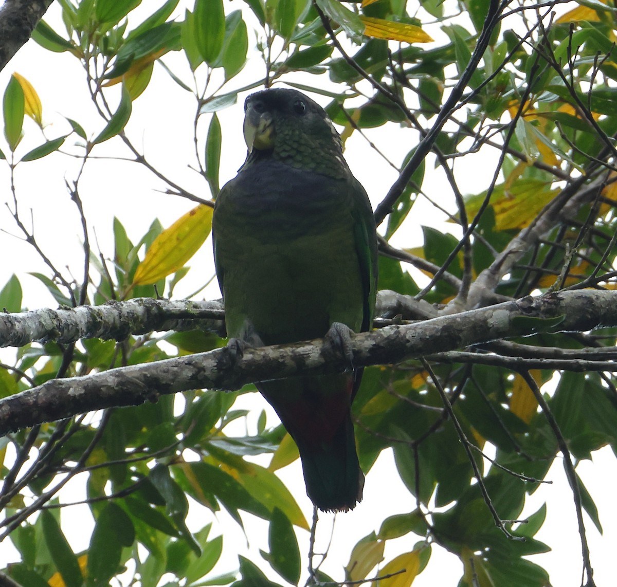 Папуга-червоногуз зеленощокий - ML646304990