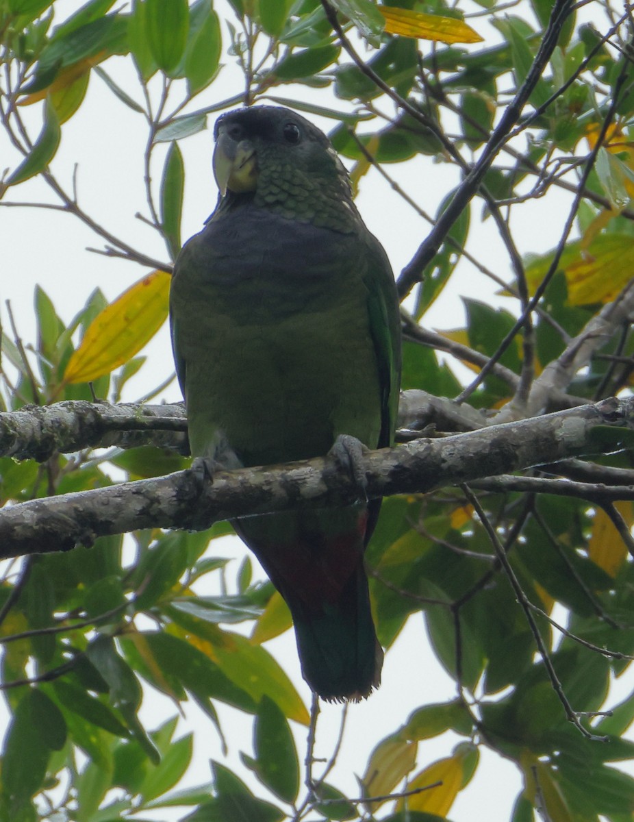 Папуга-червоногуз зеленощокий - ML646304991