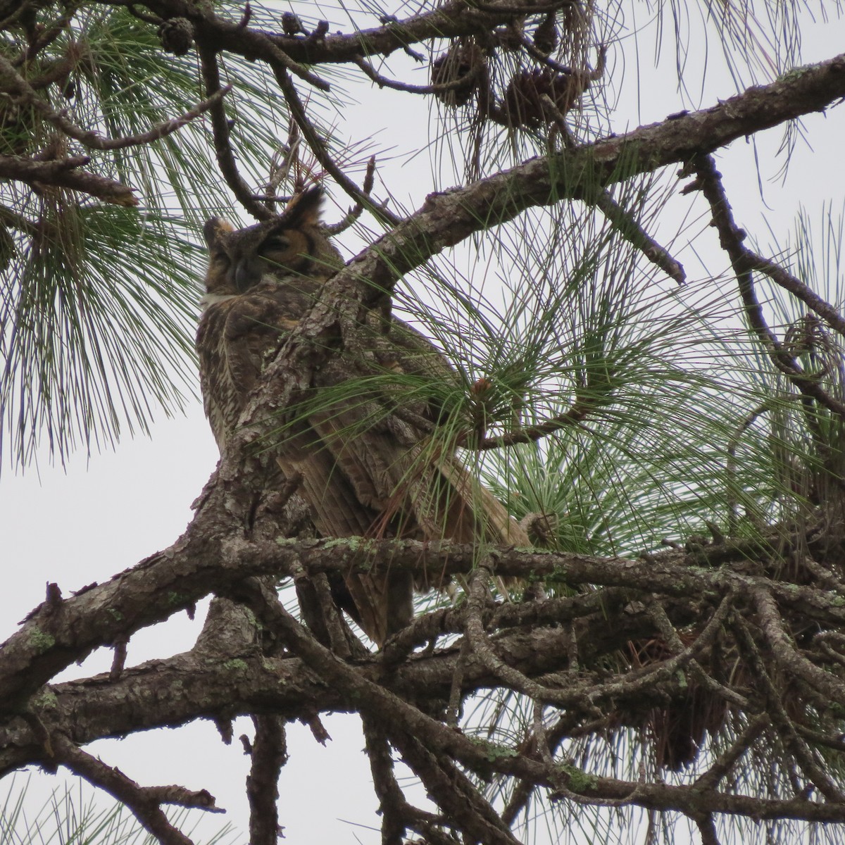Great Horned Owl - ML646304993