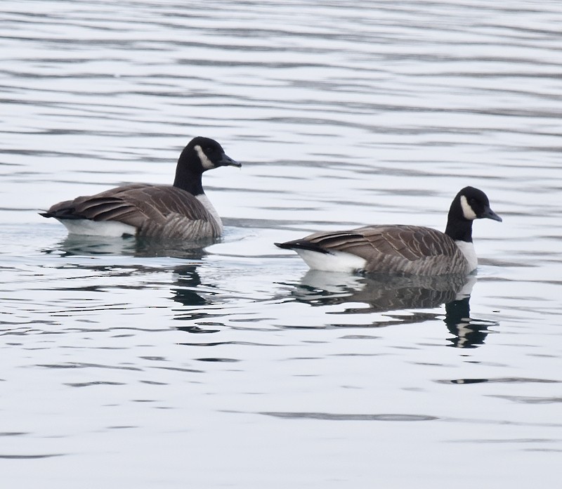 Bernache du Canada - ML646304996