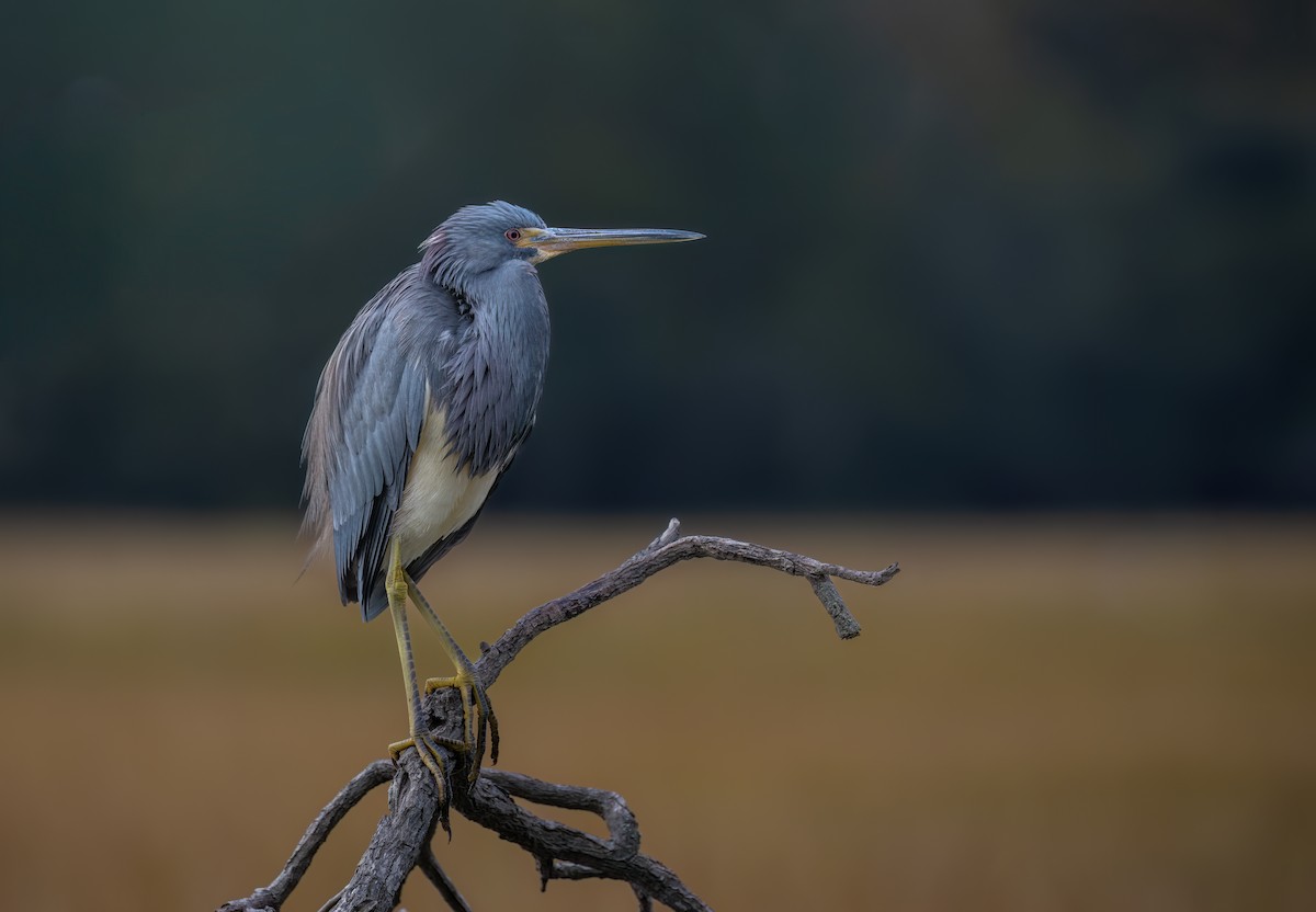 Tricolored Heron - ML646304997