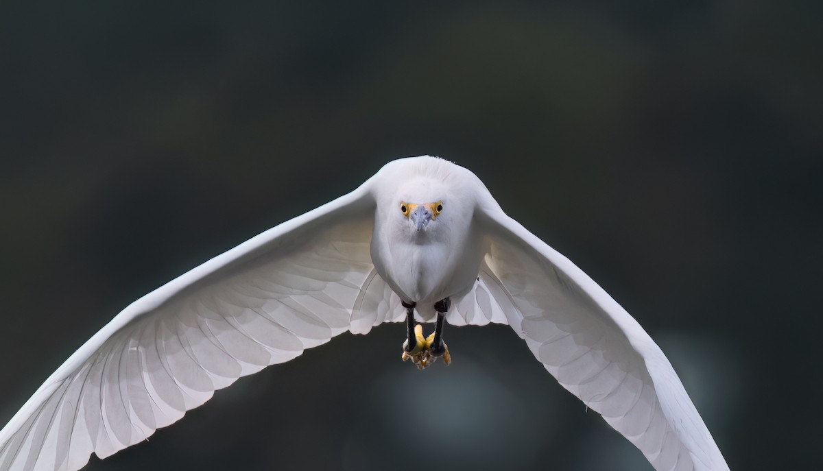 Snowy Egret - ML646305000