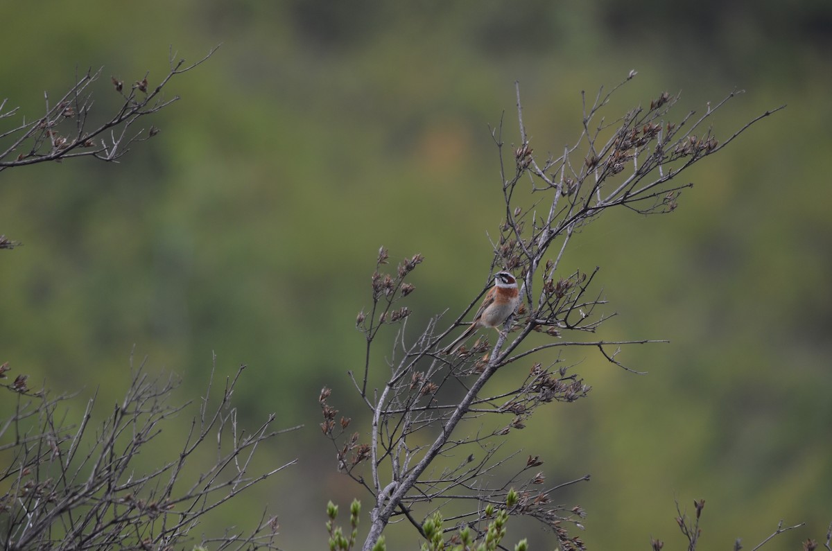Meadow Bunting - ML646305005