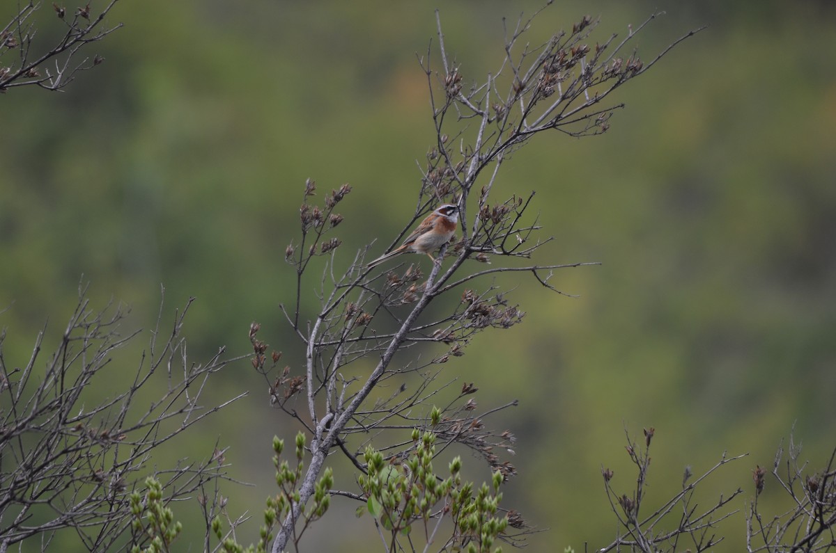 Meadow Bunting - ML646305006