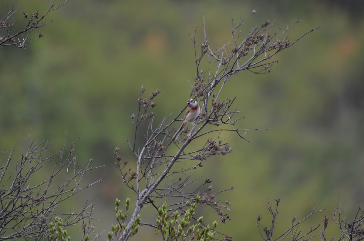 Meadow Bunting - ML646305007