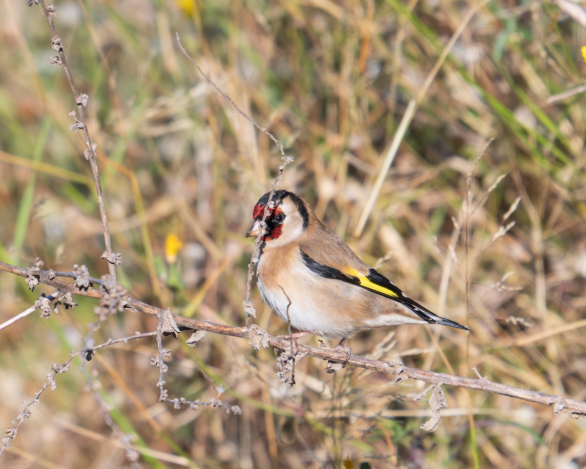 European Goldfinch - ML646305010