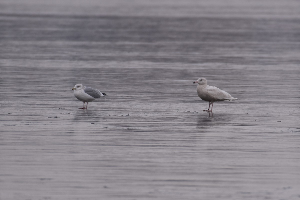 Glaucous Gull - ML646305012