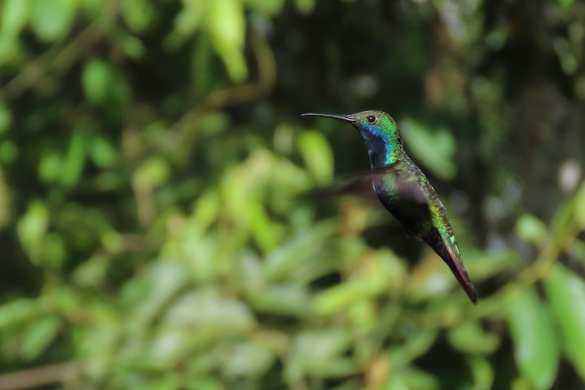 kolibřík tropický - ML646305014