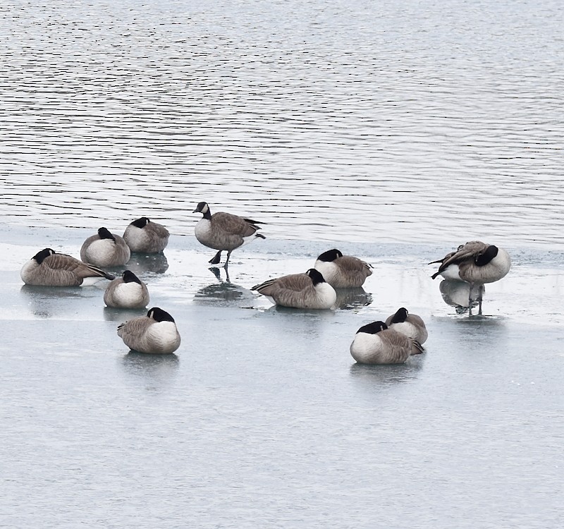 Bernache du Canada - ML646305018