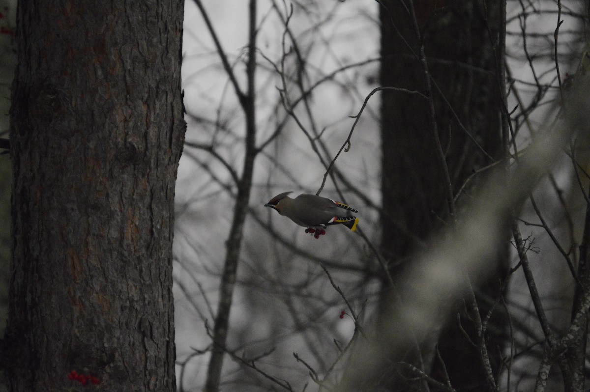 Bohemian Waxwing - ML646305019