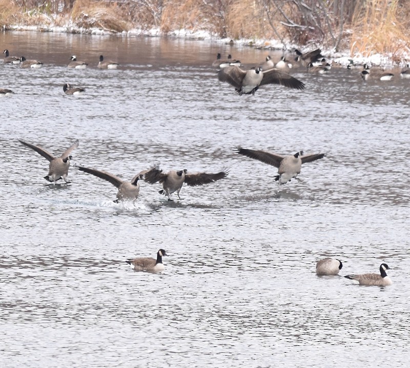 Bernache du Canada - ML646305023