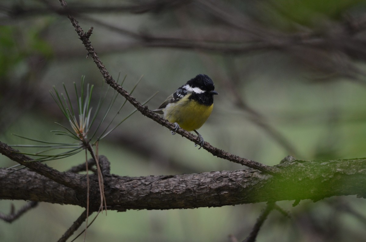 Yellow-bellied Tit - ML646305027