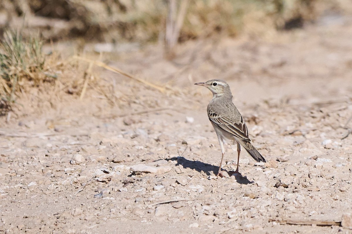 פפיון צהוב - ML646305029