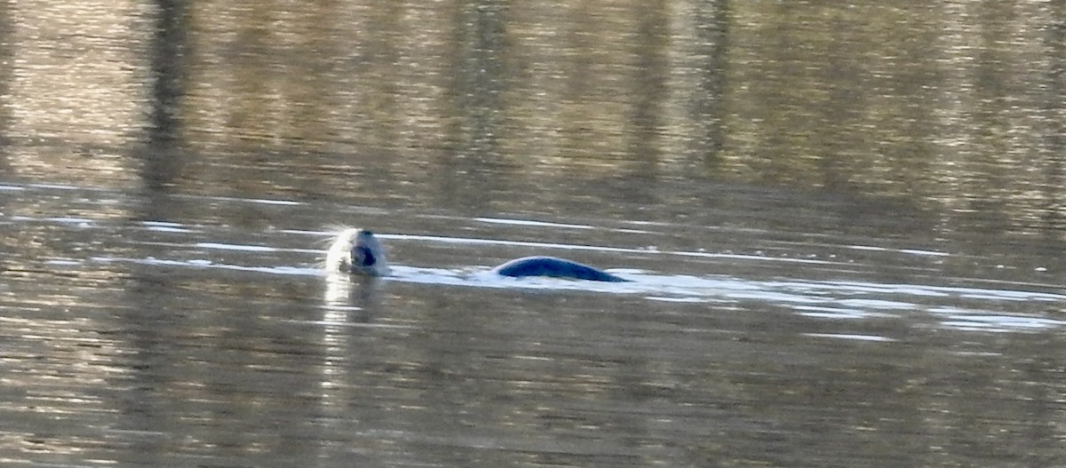 Animals - ML646305037