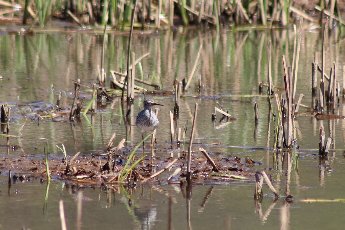 ביצנית צהובת-רגל - ML646305040