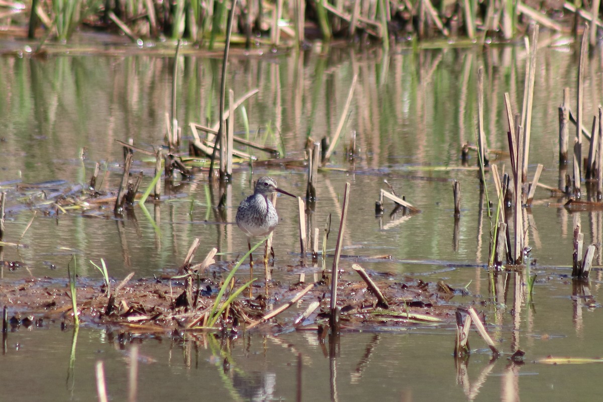 ביצנית צהובת-רגל - ML646305041