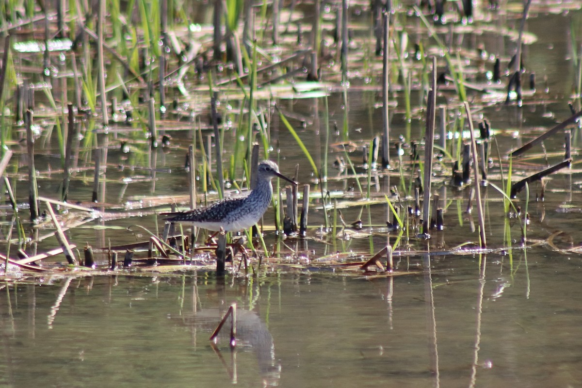 ביצנית צהובת-רגל - ML646305042