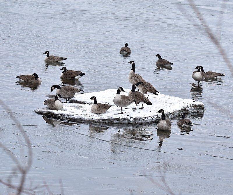 ברנטה קנדית - ML646305043