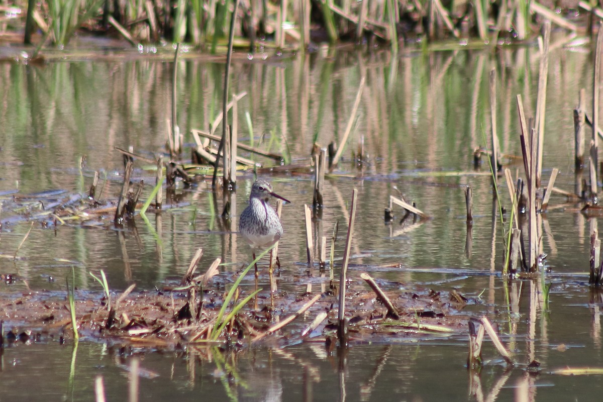 ביצנית צהובת-רגל - ML646305045