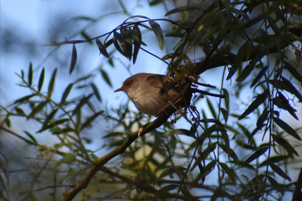 Superb Fairywren - ML646305047
