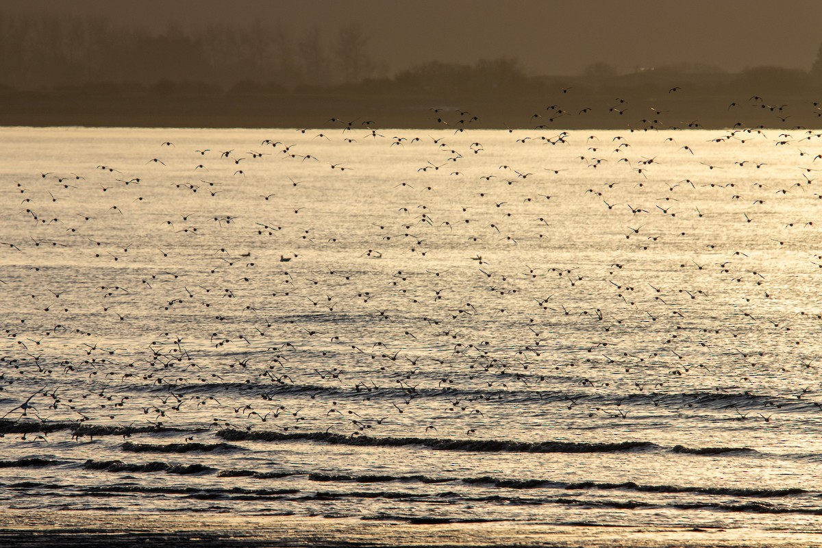 חופית אלפינית - ML646305049