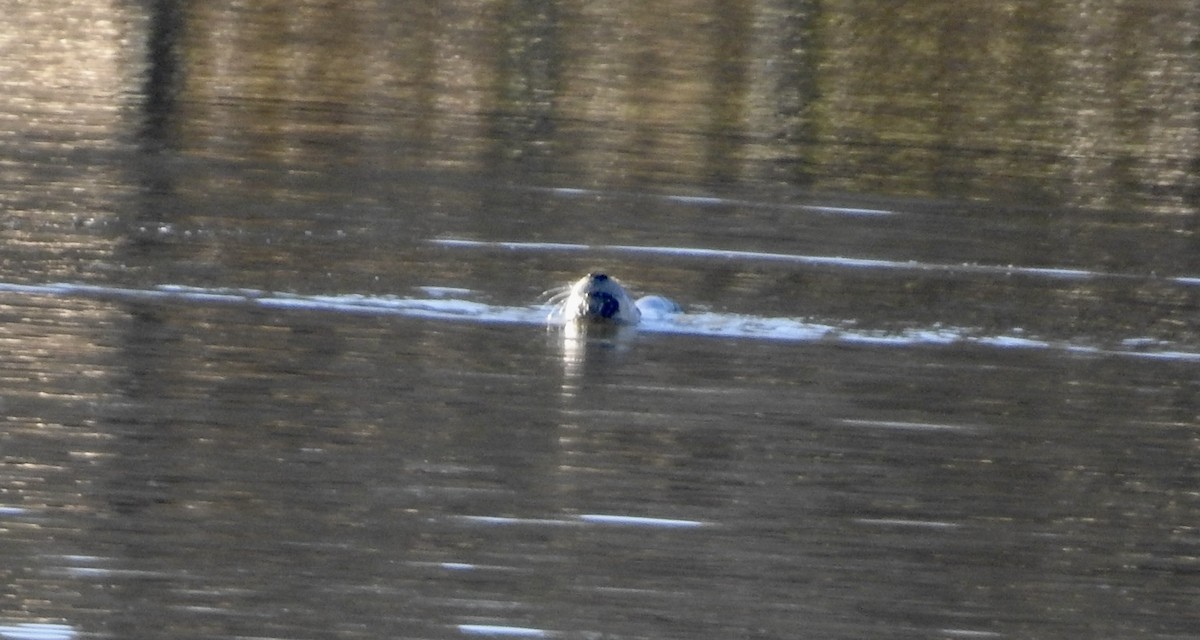 Animals - ML646305051