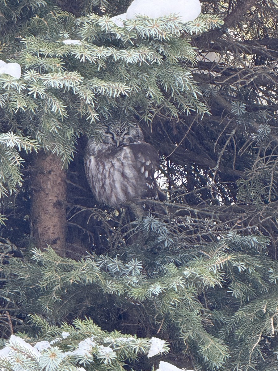 כוס חום - ML646305052