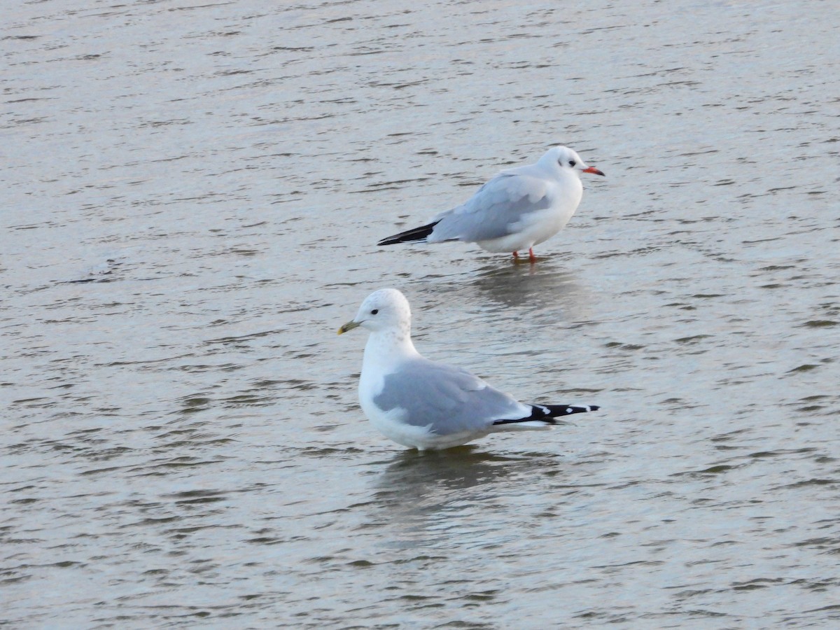 שחף אפרורי - ML646305053