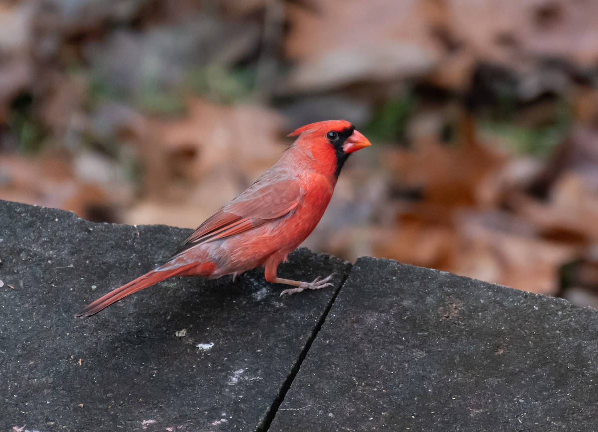 קרדינל צפוני - ML646305056