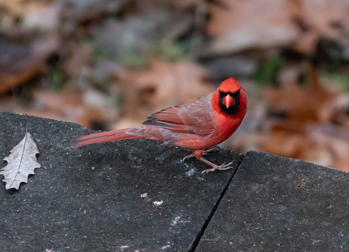 קרדינל צפוני - ML646305057