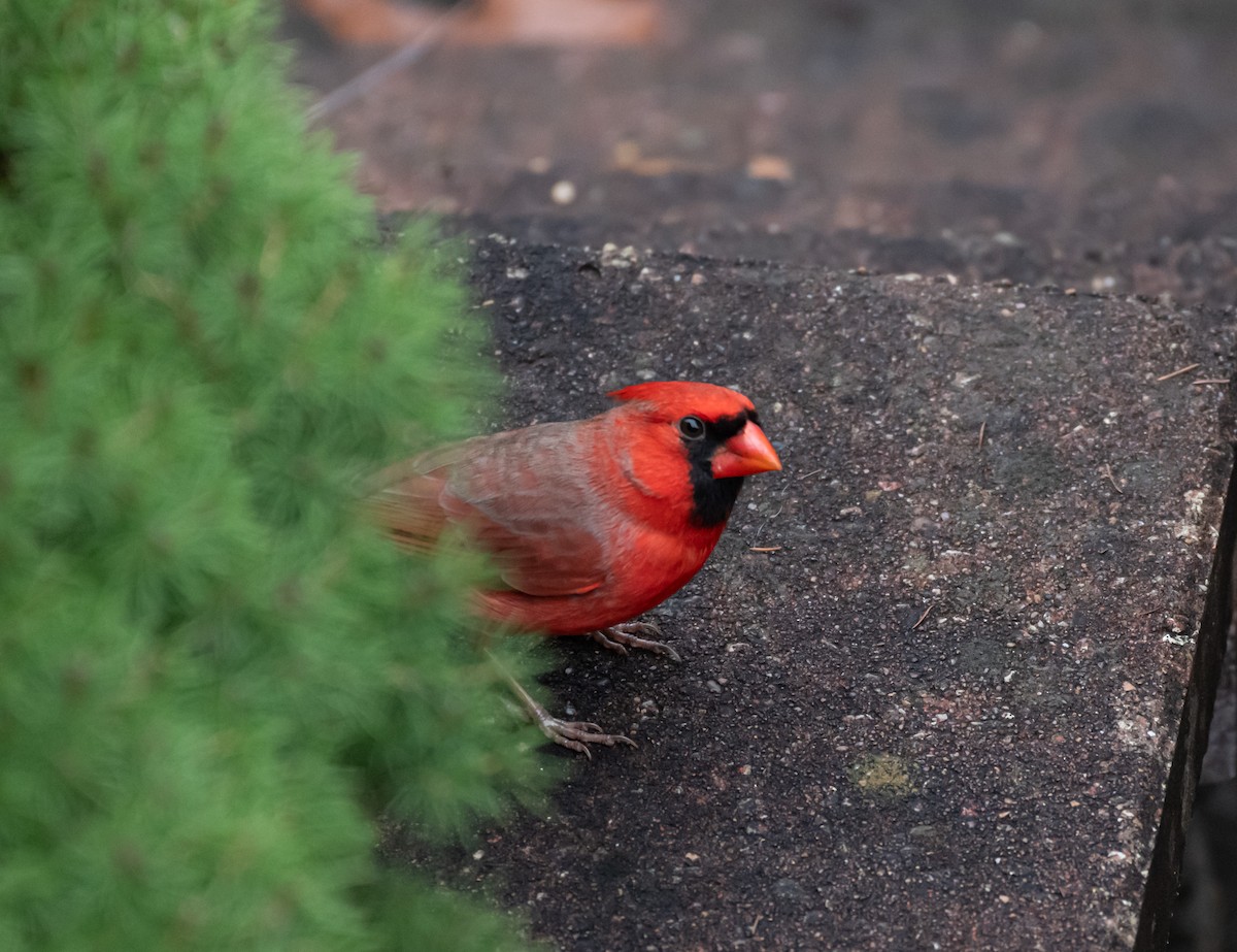 קרדינל צפוני - ML646305058