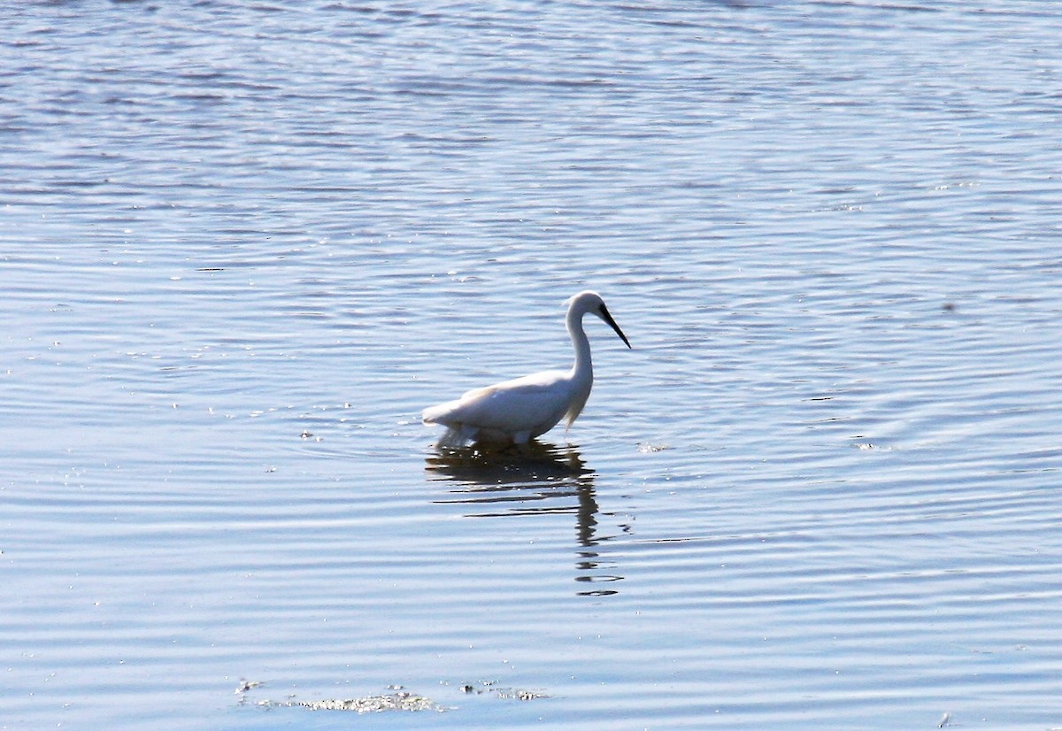 לבנית קטנה - ML646305060