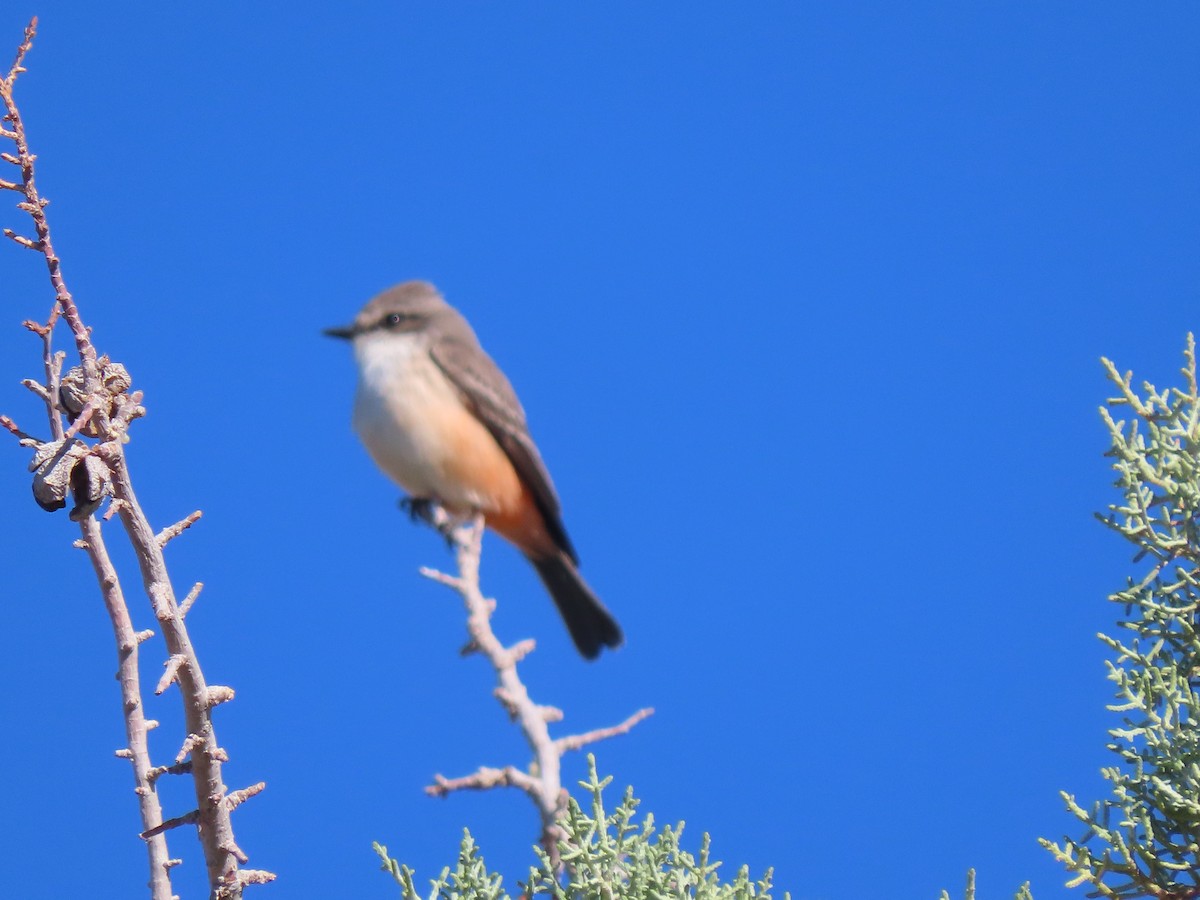 Vermilion Flycatcher - ML646305062